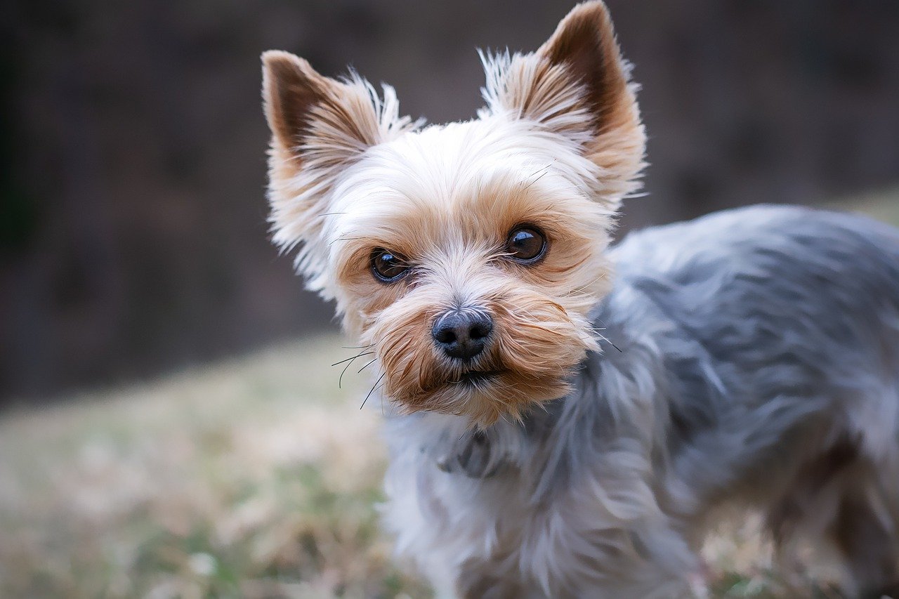 yorkshire terrier, dog, pet-4783327.jpg